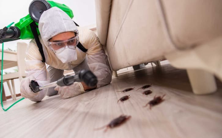 التخلص من الحشرات الطائرة