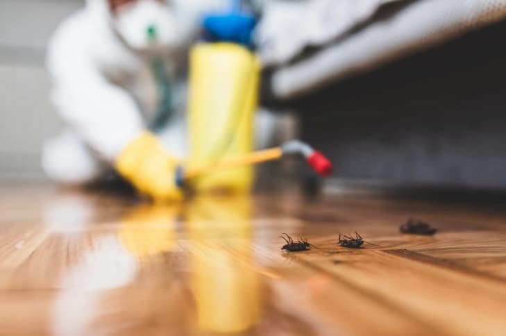 شركات مكافحة الحشرات بالغردقة